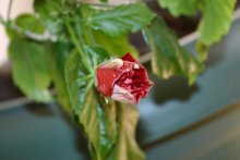   Китайская роза, или гибискус китайский (Hibiscus rosa-sinensis)