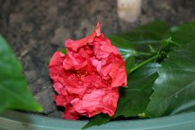 Китайская роза, или гибискус китайский (Hibiscus rosa-sinensis)