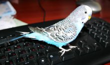 Попугай на клавиатуре