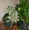 Фикус Бенджамина (Ficus benjamina)