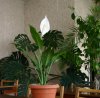 Спатифиллум (Spathiphyllum)